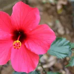 Spiti Prifti Gouvia