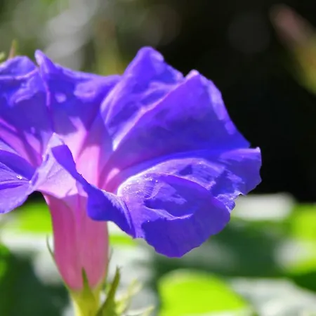 Spiti Prifti Apartment *
